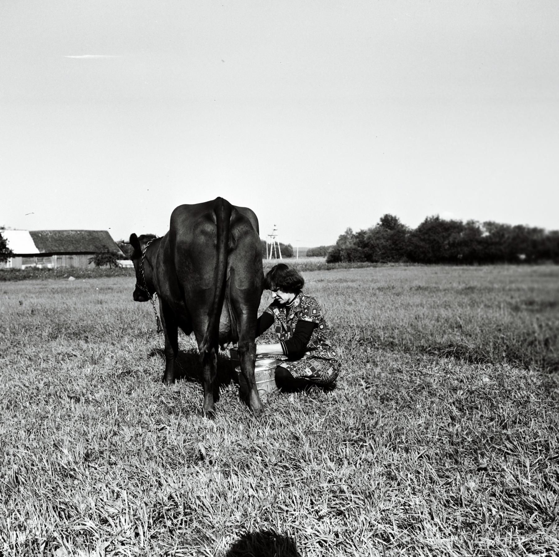 Aasta siis oli 1975 – lehmad ja autasud